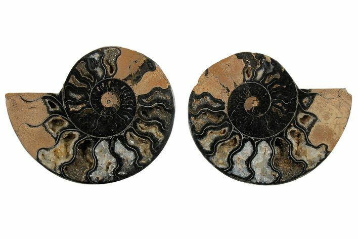 Cut/Polished Ammonite Fossil - Unusual Black Color #165672
